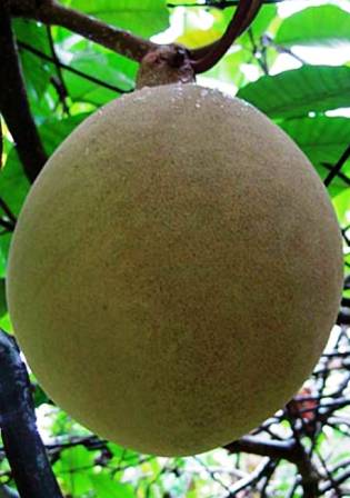 ویلاگبیا المری - معرفی درختان میوه